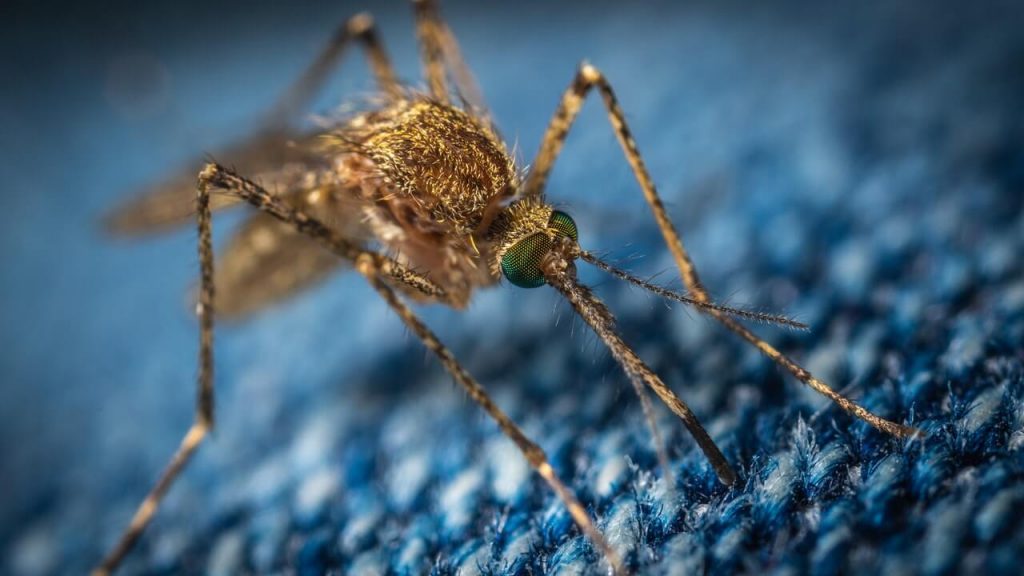 Dengue mosquito biting on a blue surface