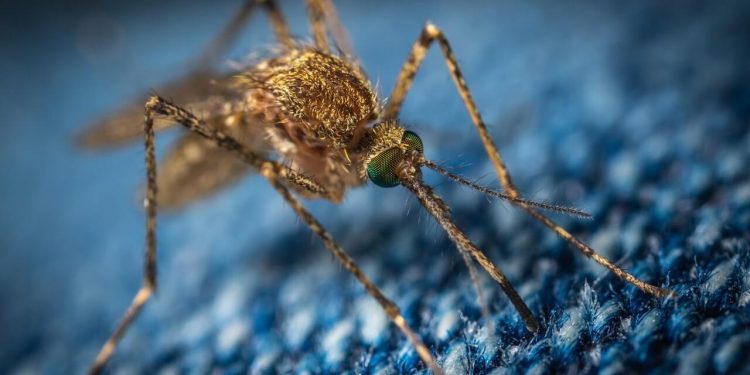 Dengue Virus: Symptoms, Causes, Transmission, and Treatment 1 Dengue mosquito biting on a blue surface