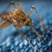 Dengue Virus: Symptoms, Causes, Transmission, and Treatment 9 Dengue mosquito biting on a blue surface
