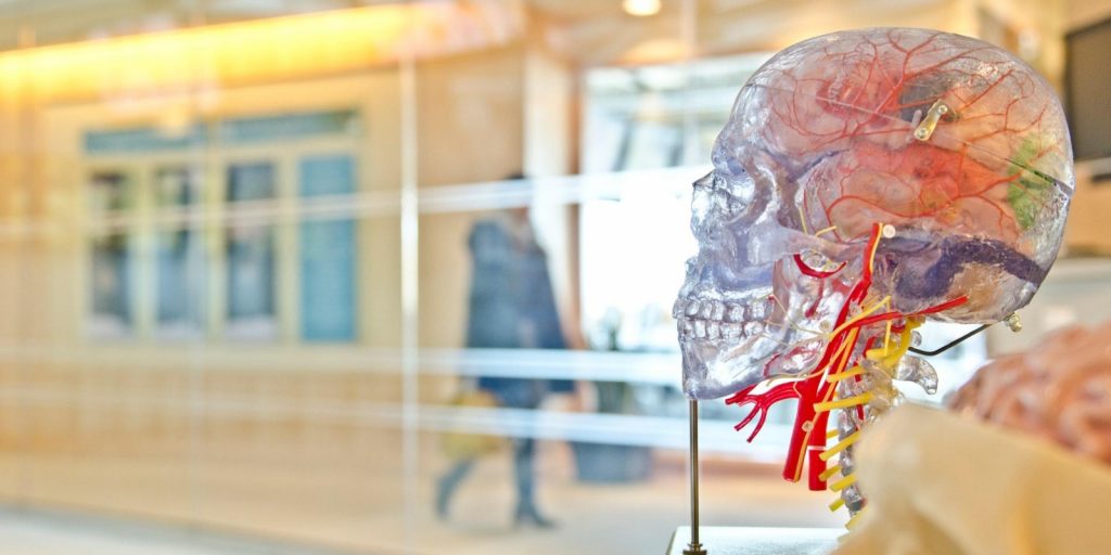 Image of human brain model in laboratory