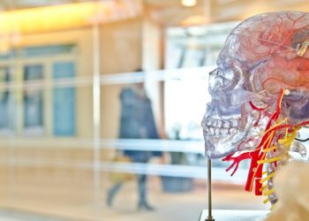 Blood Test Could Assist In Diagnosis Of Alzheimer's Disease, Study Says 13 Image of human brain model in laboratory
