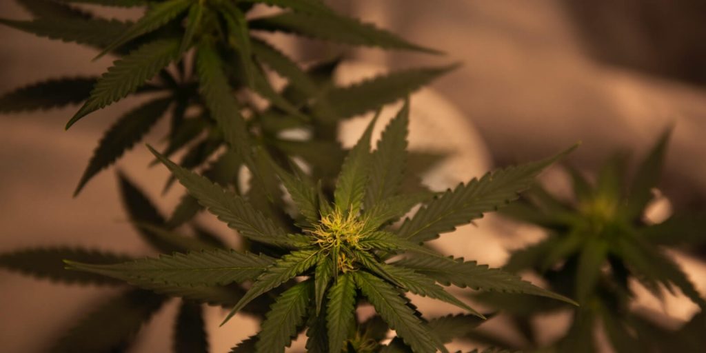 Image of marijuana cannabis plant