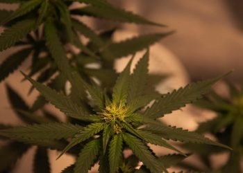 People With Marijuana Use Disorder Might Respond To Cannabidiol Treatment 12 Image of marijuana cannabis plant