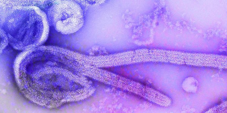 Ebola Virus: History, Types, Symptoms, Prevention, Treatment, And Myths 1 Image of microscopic view of Ebola virus