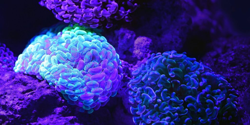 Image of immune system cells in body