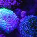 Role of Immunity in Fighting COVID-19 8 Image of immune system cells in body