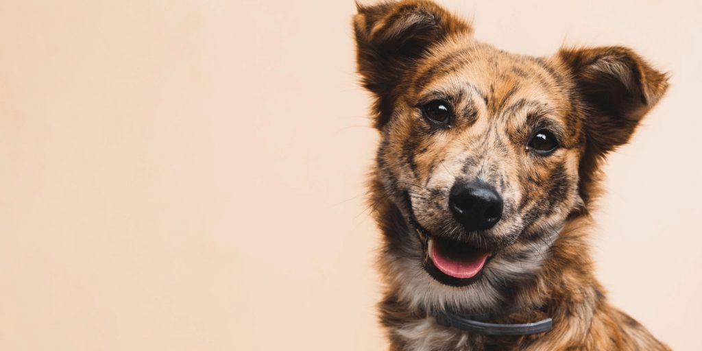 Image of a brown colored dog on a light background