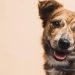 Trained Dogs Can Identify People With COVID-19, Study Says 9 Image of a brown colored dog on a light background