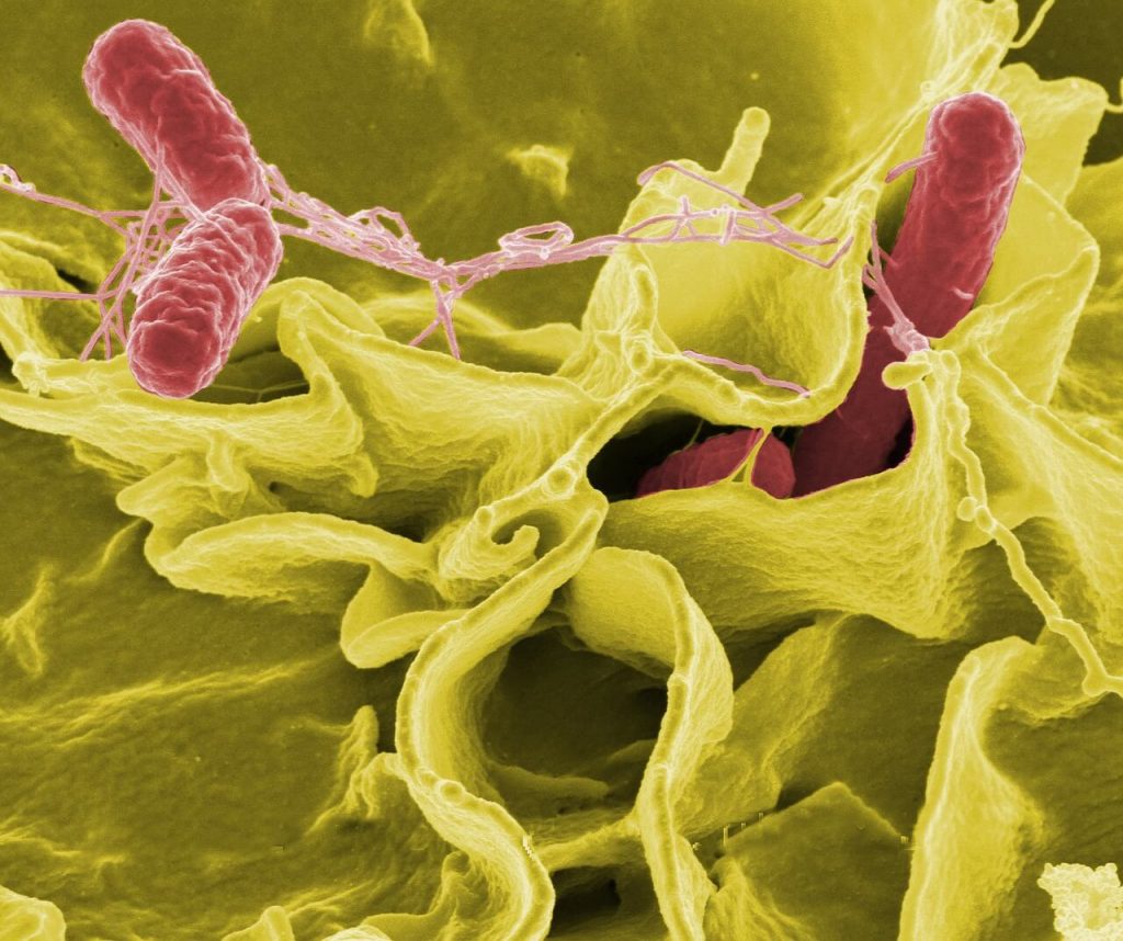 Salmonella Bacteria illustration