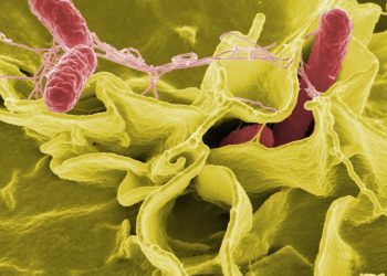 Salmonella Bacteria illustration