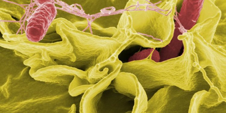 CDC And FDA Investigate Salmonella Infection Outbreak 1 Salmonella Bacteria illustration