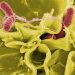 CDC And FDA Investigate Salmonella Infection Outbreak 9 Salmonella Bacteria illustration