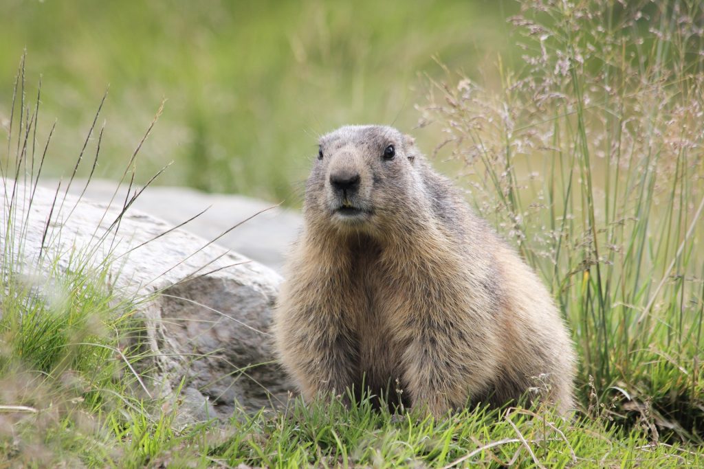 marmot squirrel in the bushes