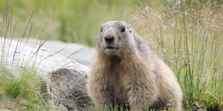 Bubonic Plague in China: Inner Mongolia Issues Warning 1 marmot squirrel in the bushes