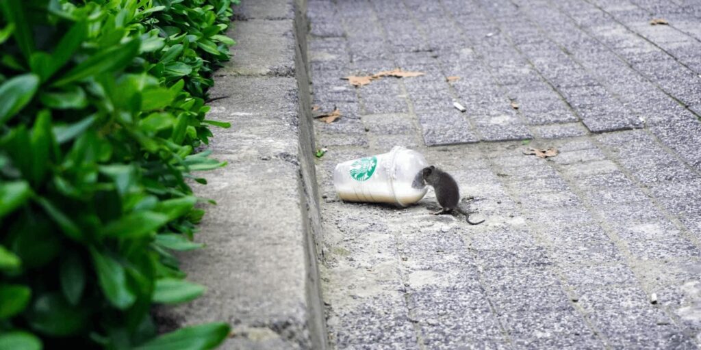 Image of a rat drinking liquid from a cup