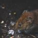 Hantavirus: Symptoms, Causes, Prevention, Treatment, And Myths 7 Image of a brown rodent rat