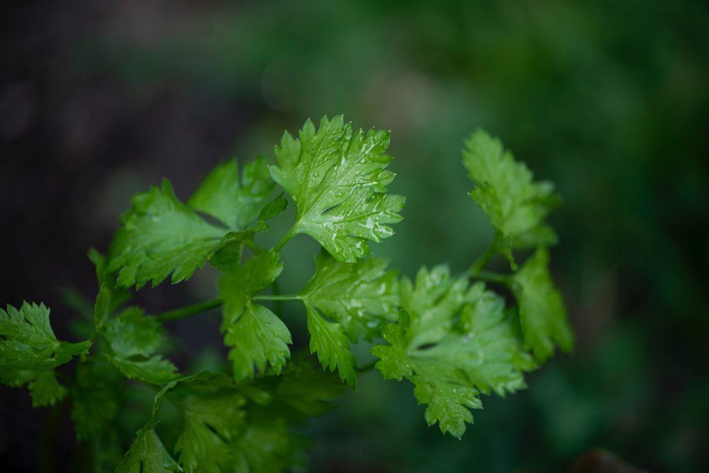 Photo of Parsley plant