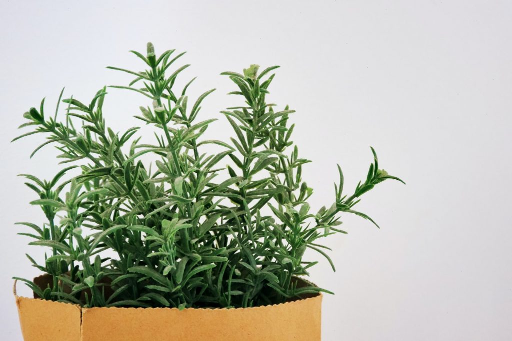 Photo of Rosemary plant