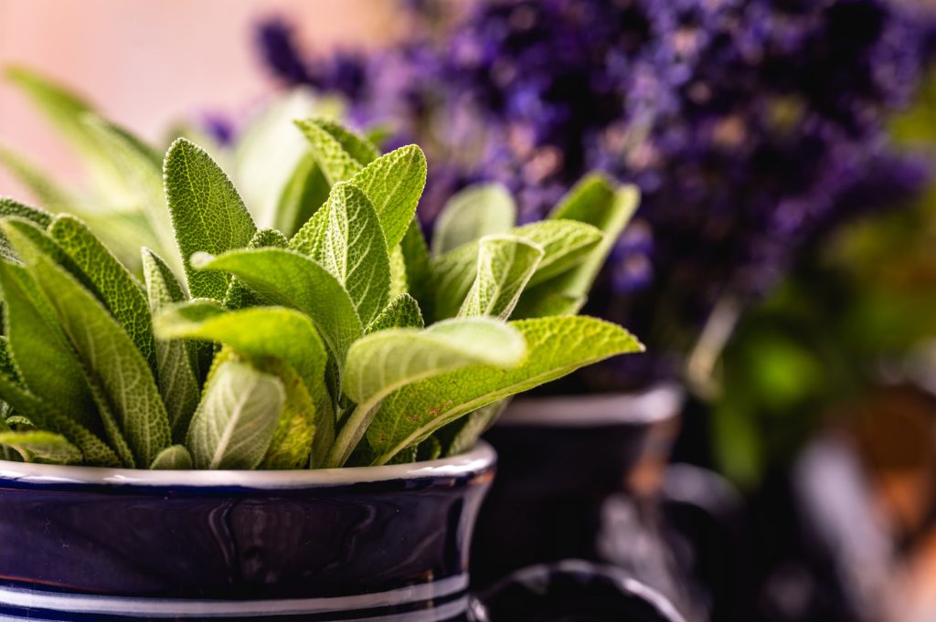 Photo of sage plant