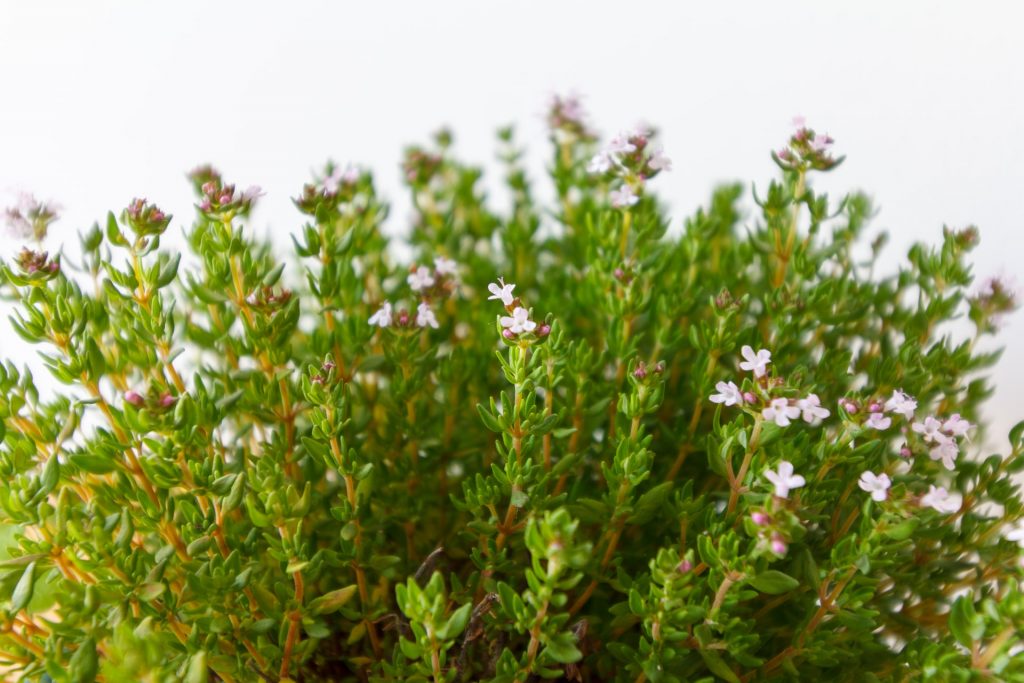 Photo of Thyme plant