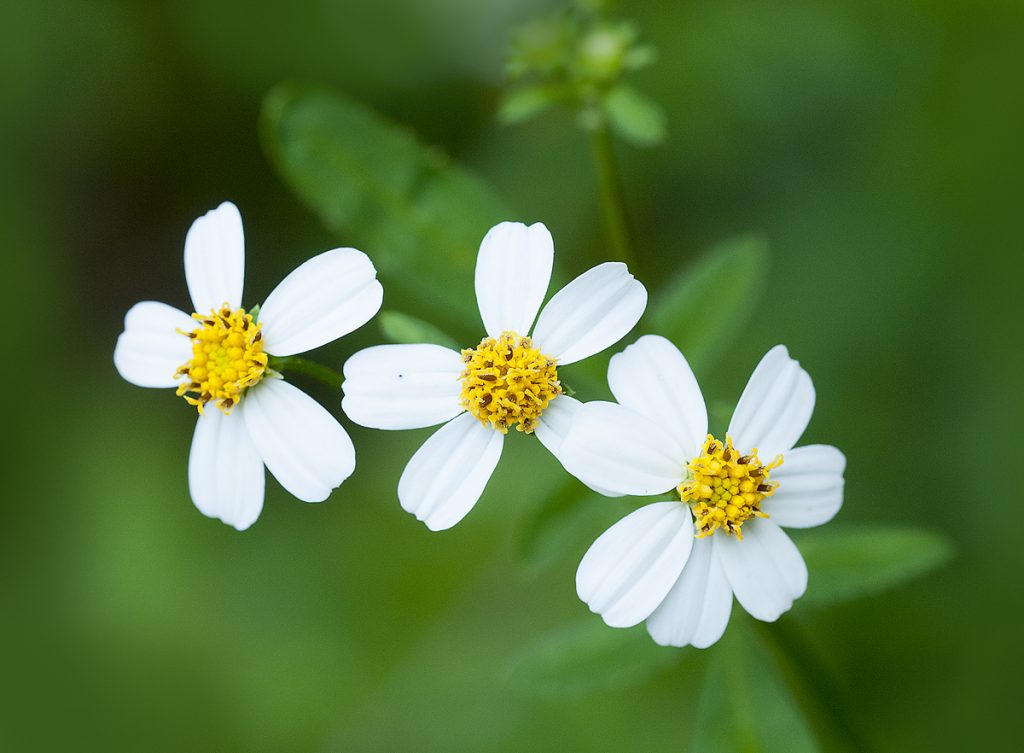 Spanish needle wildflowers