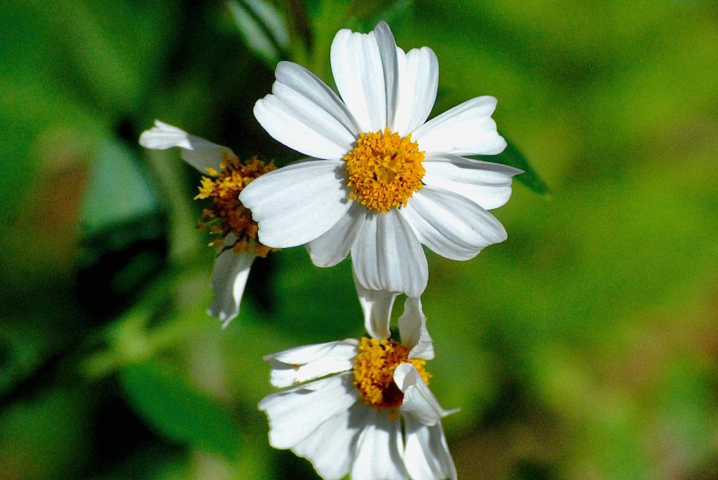 Spanish Needle Uses, Health Benefits Of The Prickly Plant