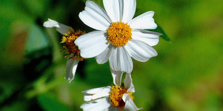 Spanish Needle: Uses, Health Benefits of the Prickly Plant 1 Spanish needles also known as shephard needle flowers in the wild