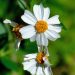 Spanish Needle: Uses, Health Benefits of the Prickly Plant 9 Spanish needles also known as shephard needle flowers in the wild
