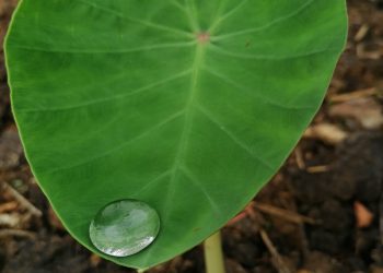 8 Health Benefits of Yam Leaves 18 Yam leaf with a dew drop on the edge, looks so beautiful as nature is