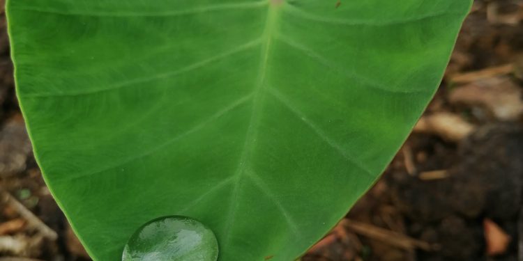 8 Health Benefits of Yam Leaves 1 Yam leaf with a dew drop on the edge, looks so beautiful as nature is