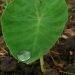 8 Health Benefits of Yam Leaves 9 Yam leaf with a dew drop on the edge, looks so beautiful as nature is