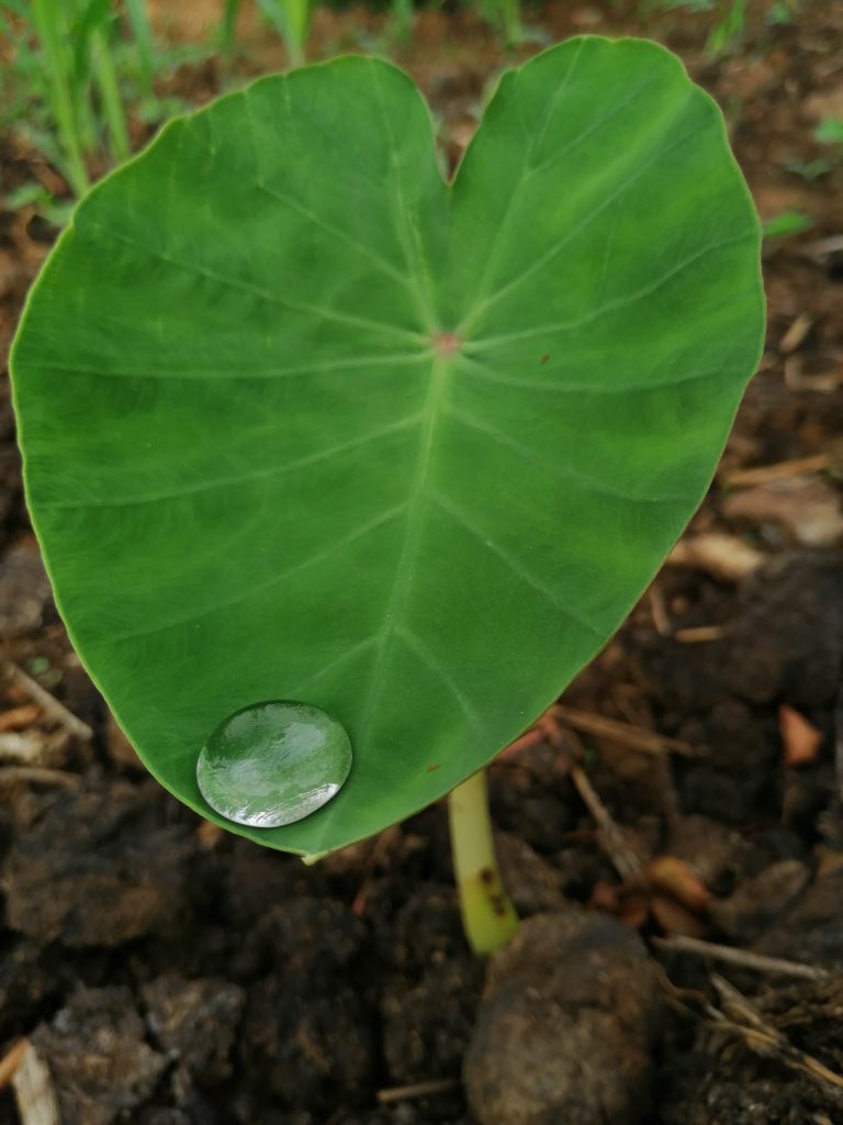 Yam leaf with a dew drop on the edge, looks so beautiful as nature is