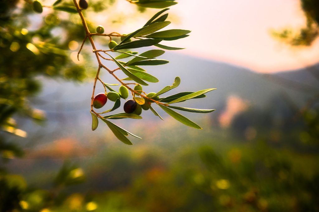 olives tree by lucio patone