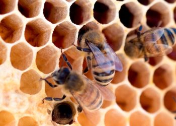 Honeycomb Health Benefits: Nature's Sweet Gift to Your Well-being 12 A photo of honey bees going into the holes of their honeycomb