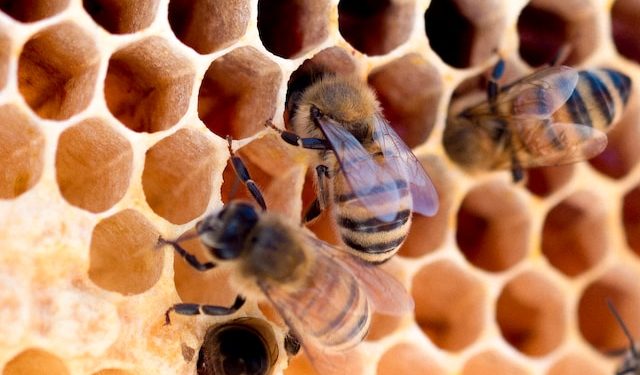 Honeycomb Health Benefits: Nature's Sweet Gift to Your Well-being 1 A photo of honey bees going into the holes of their honeycomb