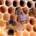 Honeycomb Health Benefits: Nature's Sweet Gift to Your Well-being 15 A photo of honey bees going into the holes of their honeycomb