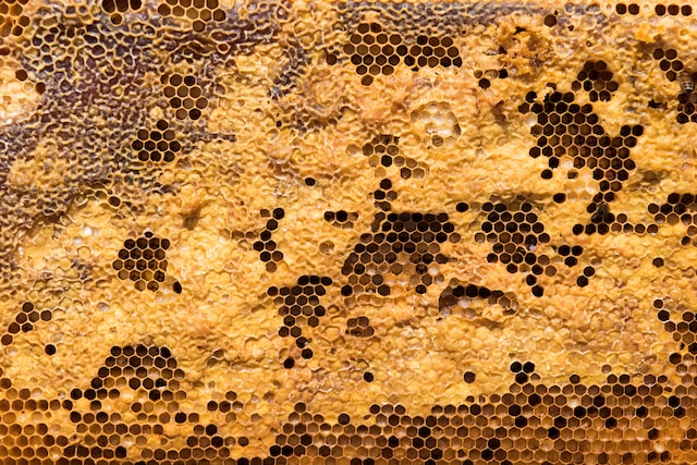 An outside photo of honeycomb zoomed out perspective
