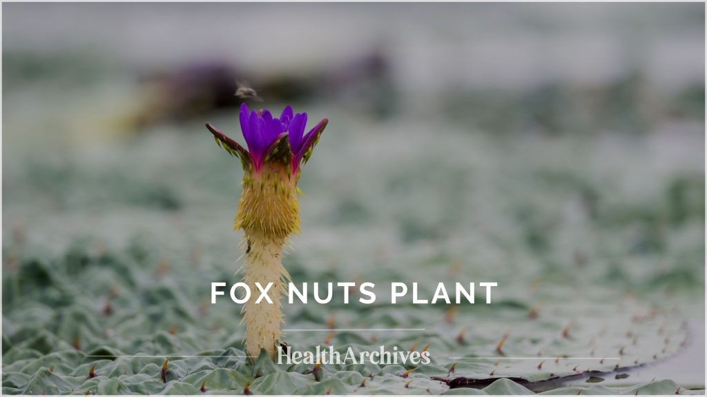 Fox nuts flower